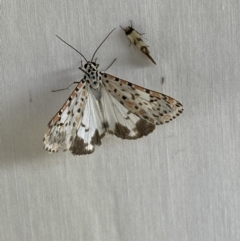 Utetheisa pulchelloides at Numeralla, NSW - suppressed