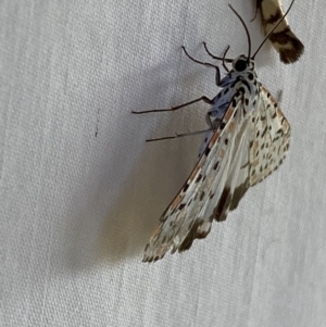 Utetheisa pulchelloides at Numeralla, NSW - suppressed