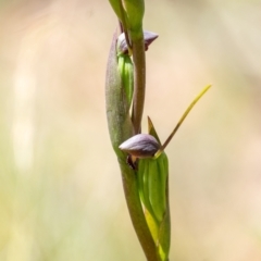 Orthoceras strictum (Horned Orchid) at Penrose, NSW - 8 Jan 2023 by Aussiegall