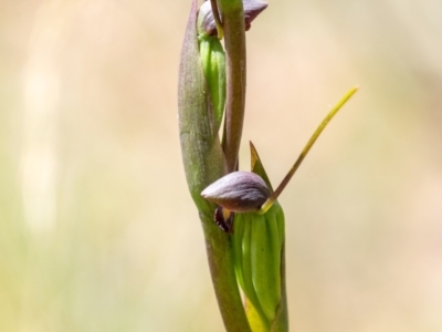 Orthoceras strictum (Horned Orchid) at - 8 Jan 2023 by Aussiegall