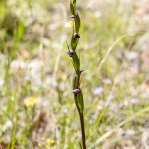 Orthoceras strictum at Penrose, NSW - 8 Jan 2023