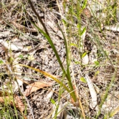 Orthoceras strictum at Penrose, NSW - suppressed