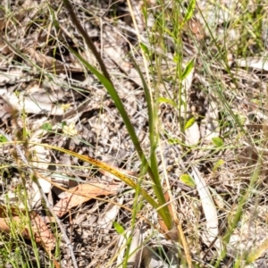 Orthoceras strictum at Penrose, NSW - 8 Jan 2023