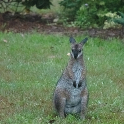 Notamacropus rufogriseus (Red-necked Wallaby) at Wingecarribee Local Government Area - 4 Jan 2023 by Aussiegall