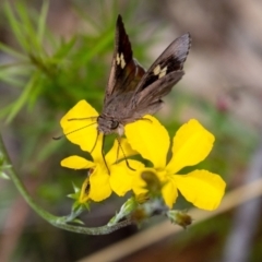 Mesodina halyzia (Eastern Iris-skipper) at Wingecarribee Local Government Area - 8 Jan 2023 by Aussiegall