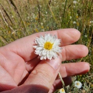 Leucochrysum albicans subsp. tricolor at Dry Plain, NSW - 8 Jan 2023 05:07 PM