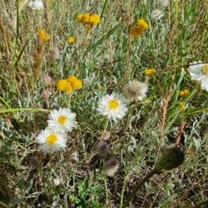 Leucochrysum albicans subsp. tricolor at Dry Plain, NSW - 8 Jan 2023 05:07 PM