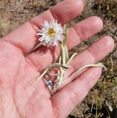 Leucochrysum albicans subsp. tricolor at Dry Plain, NSW - 8 Jan 2023 05:07 PM