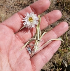 Leucochrysum albicans subsp. tricolor at Dry Plain, NSW - 8 Jan 2023