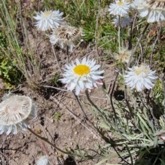 Leucochrysum albicans subsp. tricolor at Dry Plain, NSW - 8 Jan 2023 05:07 PM