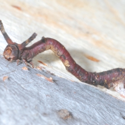 Geometridae (family) IMMATURE at Towrang, NSW - 7 Jan 2023 by Harrisi