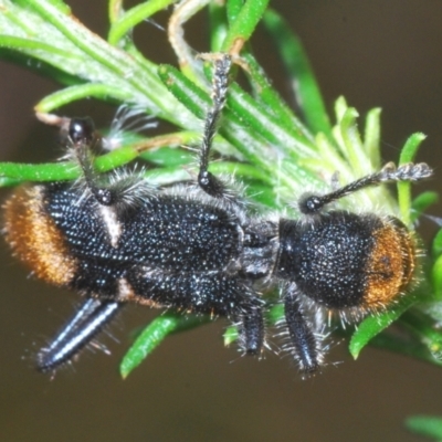 Zenithicola crassus (Clerid beetle) at Towrang, NSW - 7 Jan 2023 by Harrisi
