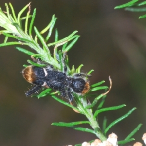 Zenithicola crassus at Towrang, NSW - 7 Jan 2023