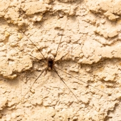 Opiliones (order) (Unidentified harvestman) at Wingecarribee Local Government Area - 2 Jan 2023 by Aussiegall