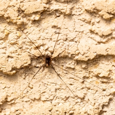 Opiliones (order) (Unidentified harvestman) at Penrose, NSW - 2 Jan 2023 by Aussiegall