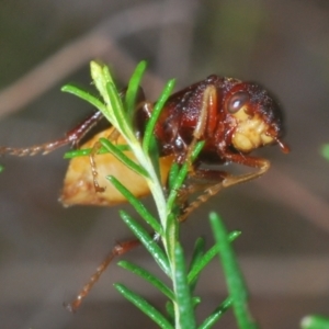 Pseudoperga ferruginea at Towrang, NSW - 7 Jan 2023