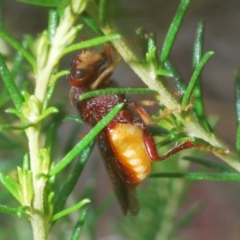 Pseudoperga ferruginea at Towrang, NSW - 7 Jan 2023