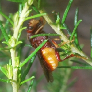 Pseudoperga ferruginea at Towrang, NSW - 7 Jan 2023