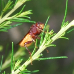 Pseudoperga ferruginea at Towrang, NSW - 7 Jan 2023