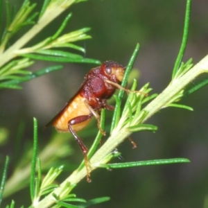 Pseudoperga ferruginea at Towrang, NSW - 7 Jan 2023