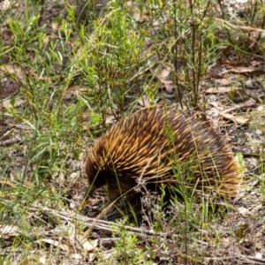 Tachyglossus aculeatus at Tallong, NSW - 1 Jan 2023