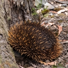 Tachyglossus aculeatus at Tallong, NSW - 1 Jan 2023 12:13 PM