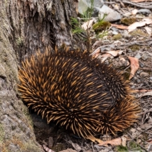 Tachyglossus aculeatus at Tallong, NSW - 1 Jan 2023