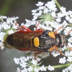 Perga sp. (genus) (Sawfly or Spitfire) at Bundanoon - 7 Jan 2023 by Harrisi