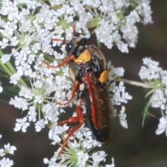 Perga sp. (genus) at Bundanoon, NSW - 7 Jan 2023 02:11 PM