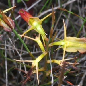 Cryptostylis subulata at Boolijah, NSW - 6 Jan 2023