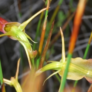 Cryptostylis subulata at Boolijah, NSW - 6 Jan 2023