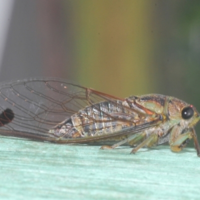 Galanga labeculata (Double-spotted cicada) at North Nowra, NSW - 7 Jan 2023 by Harrisi