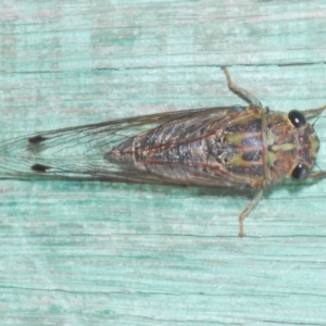 Galanga labeculata at North Nowra, NSW - 7 Jan 2023