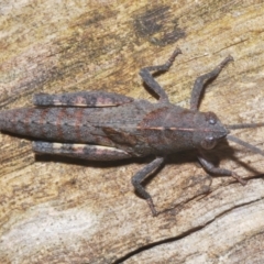 Goniaea opomaloides (Mimetic Gumleaf Grasshopper) at Bugong National Park - 7 Jan 2023 by Harrisi