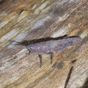 Goniaea opomaloides at Budgong, NSW - 7 Jan 2023 11:19 AM