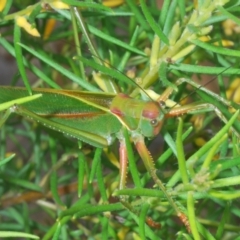 Terpandrus horridus at Budgong, NSW - 7 Jan 2023