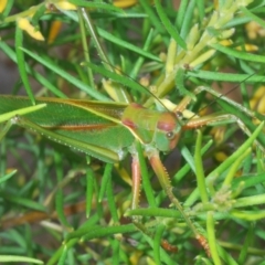 Terpandrus horridus at Budgong, NSW - 7 Jan 2023 11:27 AM