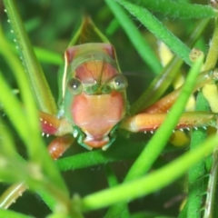 Terpandrus horridus at Budgong, NSW - 7 Jan 2023