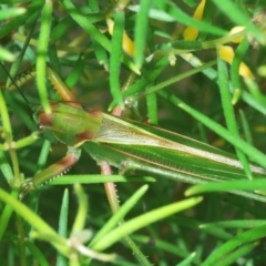 Terpandrus horridus at Budgong, NSW - 7 Jan 2023