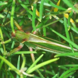 Terpandrus horridus at Budgong, NSW - 7 Jan 2023