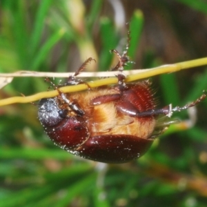 Melolonthinae sp. (subfamily) at Budgong, NSW - 7 Jan 2023
