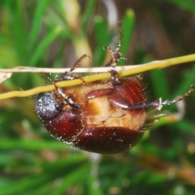 Melolonthinae sp. (subfamily) (Cockchafer) at Bugong National Park - 7 Jan 2023 by Harrisi