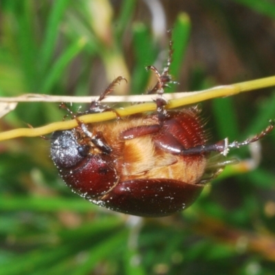 Melolonthinae (subfamily) (Cockchafer) at Budgong, NSW - 7 Jan 2023 by Harrisi