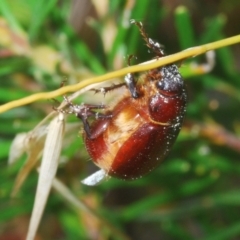 Melolonthinae sp. (subfamily) at Budgong, NSW - 7 Jan 2023