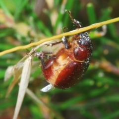 Melolonthinae (subfamily) at Budgong, NSW - 7 Jan 2023 11:27 AM