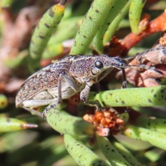 Rhinaria sp. (genus) (Unidentified Rhinaria weevil) at Bimberi, NSW - 7 Jan 2023 by MatthewFrawley