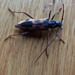 Phoracantha tricuspis (Longhorn Beetle) at Verona, NSW - 8 Jan 2023 by Thetreedoctor