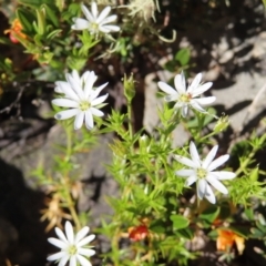 Stellaria pungens (Prickly Starwort) at Bimberi, NSW - 7 Jan 2023 by MatthewFrawley