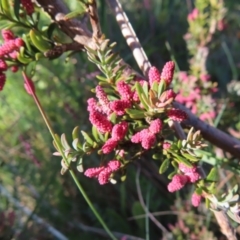 Podocarpus lawrencei (Mountain Plum Pine) at Cotter River, ACT - 8 Jan 2023 by MatthewFrawley