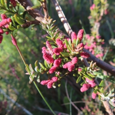 Podocarpus lawrencei (Mountain Plum Pine) at Cotter River, ACT - 8 Jan 2023 by MatthewFrawley